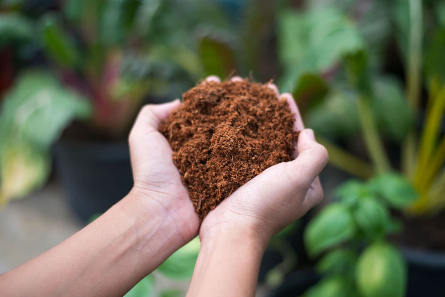 Coco Peat & Grow Bags