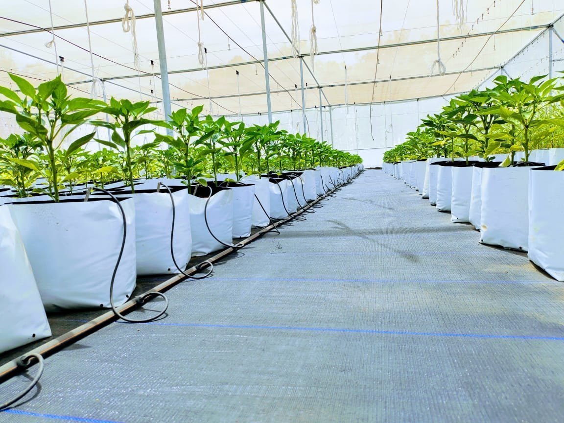 Premium quality coir products